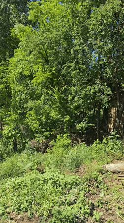 Rural farm life documented in Galatin, Bulgaria countryside