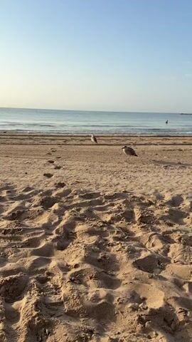 A video captures a serene beach scene with soft, golden sand in the foreground, marked by several footprints. In the middle ground, two seagulls stand on the sand near the waterline. One seagull is slightly to the left, and the other is to the right, facing slightly away from the camera. A narrow strip of wet sand separates the dry sand from the gently lapping waves of the ocean. The ocean itself is a calm blue, extending to the horizon where it meets a pale, clear sky. In the far distance, a lone figure can be seen wading in the shallow water. The overall atmosphere is peaceful and tranquil.