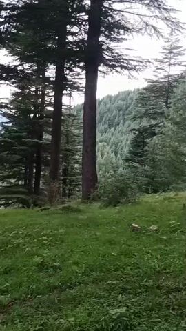 The video shows a slow pan to the right through a dense pine forest. Tall, dark green pine trees dominate the frame, with a lighter green grassy clearing in the foreground. The ground is covered in grass and some scattered leaves or pine needles. In the distance, the faint outline of mountains can be seen through the trees, under an overcast sky. The lighting suggests it is daytime, possibly early morning or late afternoon, with diffused light. There are no people or animals visible in the video, and no audible sounds are present. The overall impression is one of a serene and natural forest environment.