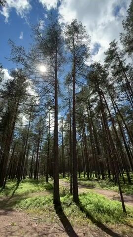 A low-angle shot looks up through a tall pine forest. The sun is visible in the upper left quadrant, shining through the branches. There is a dirt path winding through the trees. Lush green undergrowth covers the forest floor. The sky is blue with scattered white clouds. A white car is visible in the distance on the left side of the path.