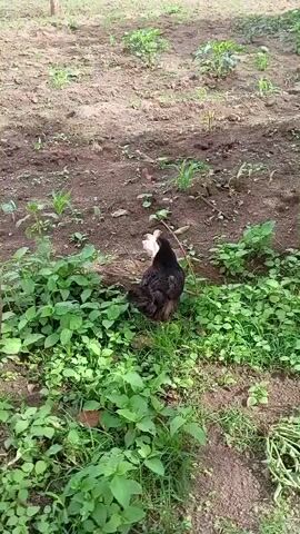 A mother hen with black and brown feathers is in a dirt field with a few small, light-colored chicks scattered around her. The hen is alert and watchful, while the chicks are exploring the area. The ground is mostly dry dirt with patches of green plants and weeds. There are also some very small green sprouts emerging from the soil, possibly young crops. In the background, there is a partially visible brick wall and a wooden pole. The scene appears to be outdoors in daylight.