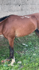 Morning scenes captured in Keffi: grazing horse, outdoor cooking
