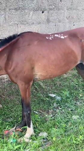 Morning scenes captured in Keffi: grazing horse, outdoor cooking