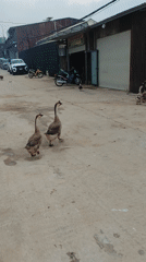 Spring morning scenes documented across Da Lat, Vietnam