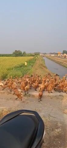 The video shows a large flock of brown ducks standing on a dirt path next to a canal. To the left of the path is a field of green crops, likely rice paddies. In the distance, there are buildings and trees. The ducks are facing forward and appear to be looking at the camera. Some of the ducks are standing on their hind legs. The video is shot from the perspective of someone on a vehicle, as a portion of the vehicle's handlebar is visible in the foreground. The sky is clear and the lighting suggests it is daytime, possibly late afternoon.