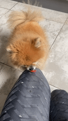 Woman with dogs and tomatoes in Krasnoyarsk home