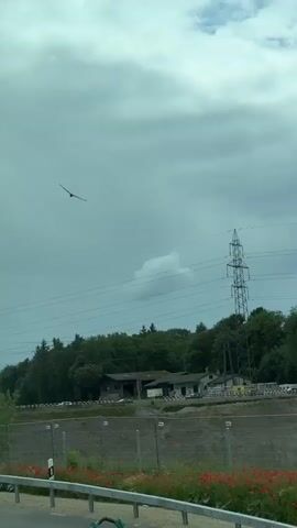 The video captures an outdoor scene under a cloudy sky with glimpses of blue. A dark-colored bird with long wings is seen flying across the frame, initially moving right to left, then circling. In the mid-ground, a tall metal electricity pylon stands prominently amidst dense green trees. Below the trees, several low-lying buildings with dark roofs are visible. Further in the background, a road carries light traffic, with trucks and vans parked or moving. The foreground features a row of vibrant red flowers, possibly poppies, growing along a sloped embankment. A gray metal fence or barrier with a curved top section is partially visible at the bottom of the frame, showing the text "NGC" on one of its panels. The footage appears to be taken from a moving vehicle during the daytime, in the area of Bülach, Switzerland.