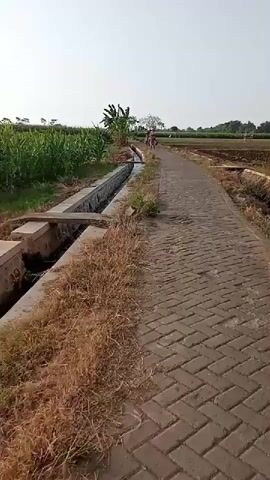 The video shows a paved path winding through a rural landscape. On the left, there's a water channel lined with stones and dry grass. Beyond the channel, a field of green crops, possibly corn, is visible. On the right side of the path, the land appears to be a cultivated field, perhaps recently harvested or prepared for planting, with some dry vegetation.

Further down the path, a group of people are walking, their backs to the camera. Two individuals are on bicycles, and at least two others are walking. There are some trees in the background, including a banana tree on the left side of the path. The sky is clear and bright, suggesting a sunny day. The path itself is made of interlocking rectangular bricks laid in a herringbone pattern. The overall scene depicts a common rural pathway used for transportation and access to agricultural land.