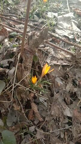 The camera is positioned looking down at a bed of dead leaves, small twigs, and a few blades of green grass. Scattered among the debris are two bright orange crocus flowers. A bee lands on the lower crocus flower. The scene is lit by sunlight.