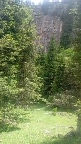 This is a video clip filmed in a natural outdoor setting, likely Krasnyy Oktyabr', Kyrgyzstan. The scene is dominated by lush green trees, primarily evergreen conifers, some of which are quite tall. A prominent rocky cliff face is visible in the background, with more trees growing on its slopes and at its base. The ground in the foreground is covered in vibrant green grass, suggesting a well-watered area. Sunlight filters through the trees, indicating it is daytime, possibly late morning or early afternoon given the brightness. There is no visible text within the clip. The camera appears to be moving slightly, possibly handheld, creating a subtle sense of exploration or observation of the natural landscape. The overall impression is one of a serene and verdant environment, possibly a mountainous or forested region. There are no people or distinct objects visible, emphasizing the natural elements of the scene.