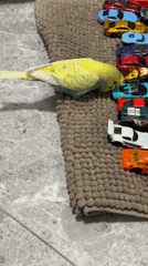 Pet budgie plays with toy cars on rug