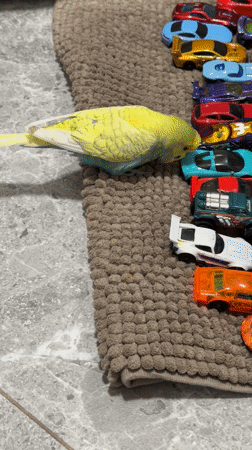 Pet budgie plays with toy cars on rug