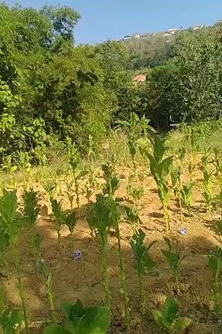 The video shows an outdoor scene, likely a farm. The foreground is dominated by rows of young plants, possibly tobacco, with green leaves and tall stalks emerging from dry, sandy soil. Behind the plants, a dense wall of green trees and foliage creates a natural backdrop. The sky is visible above the trees, a clear blue. Several people are present in the video, scattered throughout the field, appearing to be working among the plants. They are mostly seen from a distance and are wearing hats and casual clothing. One person, visible more clearly in the foreground, wears a white long-sleeved shirt and dark pants. Another person in the background wears a straw hat and a light-colored top. The terrain appears to be somewhat hilly or sloped. The overall impression is one of agricultural activity in a rural, natural setting.