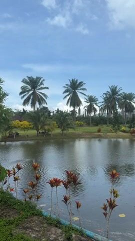 This is a vertical video of a tranquil body of water reflecting the sky and surrounding landscape. In the foreground, colorful plants with red and orange leaves grow on the bank, with a blue pipe visible. The water is calm with ripples on the surface, suggesting light rain or a gentle breeze. Across the water, a lush green lawn is dotted with palm trees of varying sizes, and other decorative trees and shrubs. In the mid-ground, a white arch bridge spans the water. The sky is a bright blue with scattered white clouds. The overall impression is one of a serene park or garden setting.