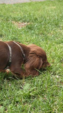 Dachshund on a scent mission through Montreal grass