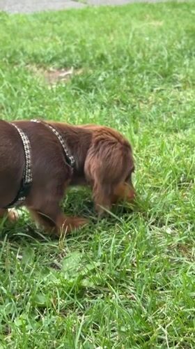 Dachshund on a scent mission through Montreal grass