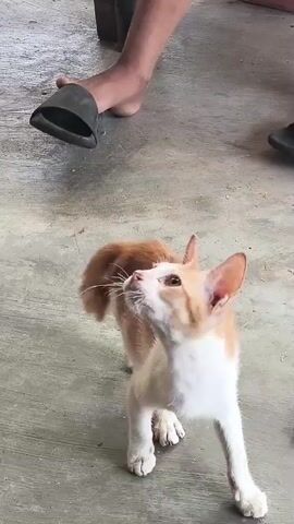 A ginger and white kitten stands on a gray concrete floor looking upwards. The kitten's mouth is slightly open, and its head is tilted back. In the background, a person's legs are visible. The person is wearing black sandals. The environment appears to be outdoors or in a covered outdoor area, possibly a patio or garage, with a rough concrete floor.
