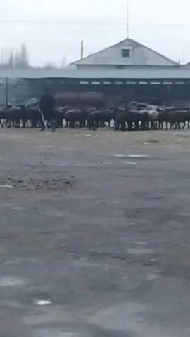 A man is herding a large flock of sheep across a muddy, gray dirt lot. The man is wearing dark clothing and holding a stick. The sheep are mostly dark-colored, with a few white ones mixed in. In the background, there is a long, low building with a peaked roof, with what appears to be equipment or vehicles parked underneath the open shelter. The sky is overcast and gray. Electrical wires are visible overhead.