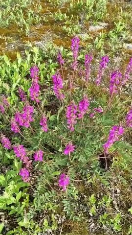 This video shows a close-up view of a plant with vibrant purple flowers. The plant is growing outdoors in what appears to be a natural environment, with other green foliage and some earthy ground visible. The camera is stationary, capturing the plant from a medium shot. The flowers are clustered together on thin stems, creating a delicate and colorful display. The lighting suggests it is daytime, possibly sunny, as the colors are bright and well-defined. There are no people or animals visible in the frame, and no actions are being performed other than the natural movement of the plant in a gentle breeze, if any.