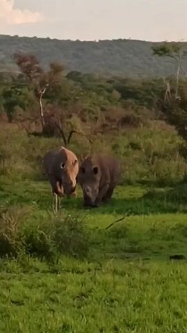 The video shows two rhinoceroses in a grassy field with trees and a hill in the background. They are moving slightly. The video is taken from a distance. A person is speaking, but the words are unclear.