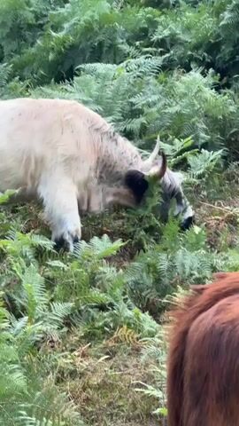 A highland cow with white and gray fur eats ferns in a forest. Another highland cow with brown fur is partially visible in the foreground.