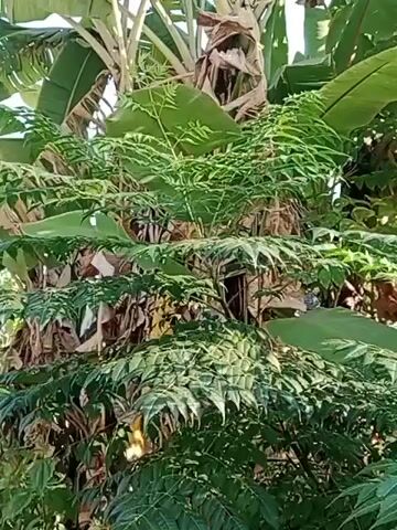 The video is a close-up shot of lush green foliage, dominated by large banana leaves in the background and intricately patterned fronds of another plant in the foreground. Sunlight filters through the leaves, creating dappled light and shadow. The overall impression is one of dense, vibrant vegetation, possibly in a tropical or subtropical environment. No people or animals are visible. The camera is stationary.