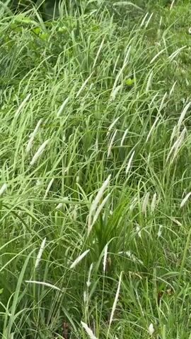 The video provides a close-up, static view of a dense field of tall, vibrant green grass. Numerous bright white, feathery inflorescences (flower or seed heads) are clearly visible, standing out against the verdant foliage. The entire field of grass sways gently and continuously, indicating the presence of a light breeze. The scene is set outdoors in a natural environment, bathed in bright, natural daytime light. No people, animals, or man-made objects are discernible within the frame. The visual elements convey a tranquil and wild natural setting. An audible buzzing sound is present throughout the video. No visible text appears in the media. Based on provided context, the location is Thihagoda, Sri Lanka.