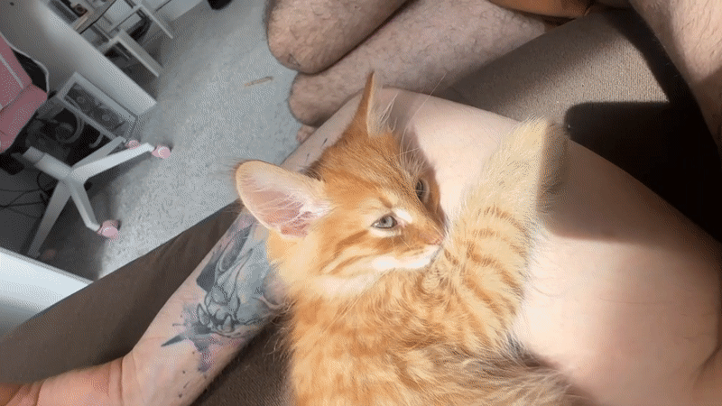 Person relaxes with sleepy orange kitten in Khimki
