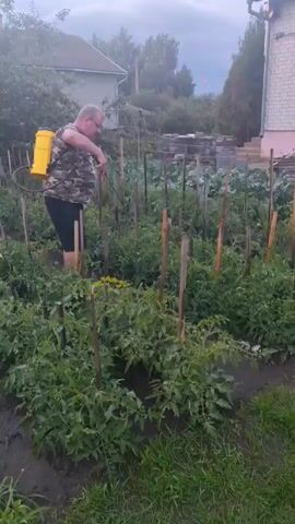 A man in a camouflage t-shirt and black shorts is spraying plants in a garden with a yellow backpack sprayer. He is walking between rows of plants, holding a wand and spraying the plants. The garden appears to be a vegetable garden with many green plants. There are wooden stakes supporting some of the plants. In the background, there is a house and trees. The sky is cloudy.