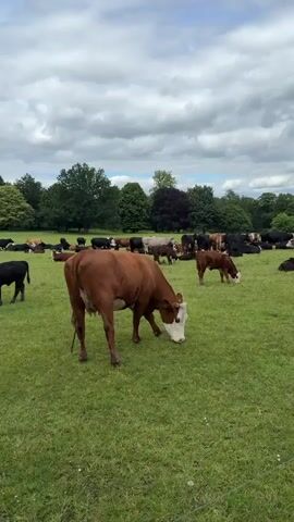 The video shows a herd of cattle grazing in a grassy field. The sky is cloudy. A brown and white cow is in the foreground, grazing. In the background, many other cows are scattered throughout the field, some lying down and others standing. Trees line the horizon behind the field.