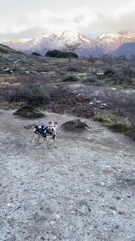 The video shows a small dog wearing a patterned coat standing on a rocky path. Behind the dog is a landscape of low-lying vegetation and, in the distance, snow-capped mountains under a partly cloudy sky. The lighting suggests it is either early morning or late afternoon. The camera moves up and pans slightly to give a clearer view of the mountain range.