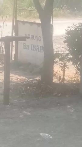 A sign that reads WARUNG "Bu ISAHL" is visible behind a tree. The sign is white with black lettering. The area around the sign is dusty and appears to be outdoors, with vegetation visible in the background.