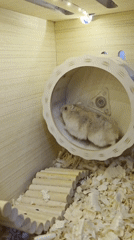 Pet hamster filmed playing in wooden enclosure in Bulgaria