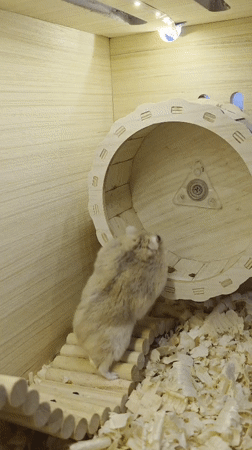 Pet hamster filmed playing in wooden enclosure in Bulgaria