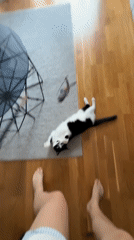 Cat owner plays with pet in Belgrade apartment