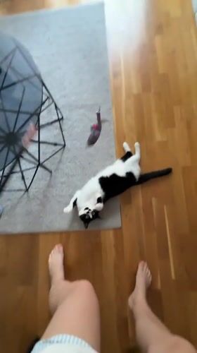 Cat owner plays with pet in Belgrade apartment