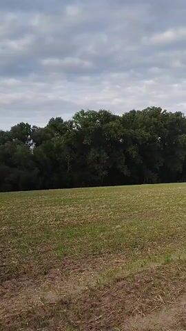 The video shows a view of a field with sparse green grass in the foreground and a dense line of trees in the background. The sky above is overcast with clouds. The camera appears to be moving slowly to the right.