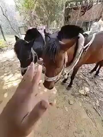 The video shows a person petting a horse. The horse is brown and black, and appears to have a bridle and saddle on. The person is wearing a light blue shirt and a bracelet. The background shows what looks like a muddy or sandy area with some vegetation.