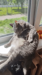Gray cat grooming on window sill beside radiator