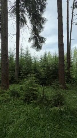 The video shows a panning shot of a forest with tall evergreen trees and lush green grass. In the foreground, there are several large tree trunks with rough bark. The middle ground is filled with a dense growth of younger evergreen trees and ferns. The background consists of more trees, disappearing into the distance. The sky above is overcast and cloudy. The overall impression is of a tranquil, natural forest environment. There are no people or animals visible in the video. The camera movement is slow and steady, smoothly traversing the scene.