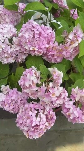 A video shows a close-up view of pink hydrangeas. The camera pans over clusters of flowers, some in focus and some slightly blurred. The flowers have multiple petals and are in various shades of pink and white. Green leaves surround the blooms. The background is mostly out of focus but appears to be an outdoor setting with some hint of a structure or wall.