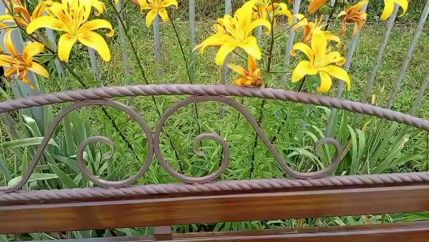 The video shows a close-up view of yellow lilies in bloom. The flowers are vibrant and appear to be growing in a garden setting, possibly near a fence. The camera pans slightly, offering different perspectives of the lilies. A decorative metal railing or bench is visible in the foreground, with ornate scrollwork. The lighting suggests it is daytime, likely outdoors.