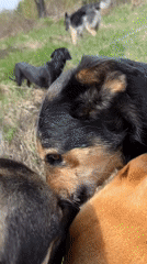 Dogs play and socialize in outdoor areas near Nizhny Tagil