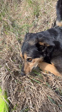Dogs play and socialize in outdoor areas near Nizhny Tagil