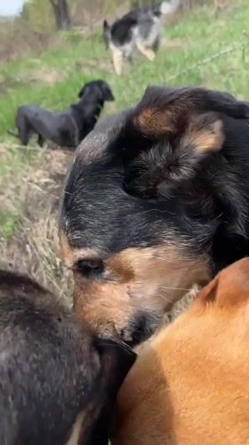 Dogs play and socialize in outdoor areas near Nizhny Tagil