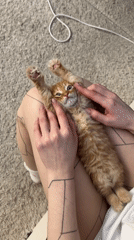 Person holds orange kitten on lap in Khimki