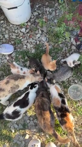 A group of several cats and kittens are gathered around a white bowl on the ground, eating. The environment appears to be outdoors with gravel and some grass. One person's foot wearing a white sneaker is visible in the upper left corner, and another person's foot is visible in the lower center. The cats are of various colors including tabby, calico, black and white, orange, and gray. The scene captures a moment of communal feeding.