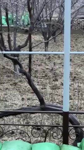 The video shows a view from behind a dark metal railing with a white post, looking out onto a bare, grassy hillside. Several small birds are hopping around on the ground, which is covered with fallen leaves or mulch. There are bare trees in the background and a building partially visible behind a green covering. The sky is overcast, suggesting a cloudy day.