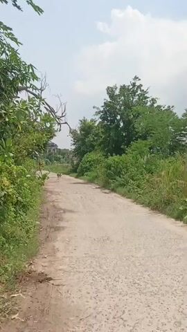 A dirt road, lined with green foliage and trees, stretches into the distance under a bright, cloudy sky. In the middle distance, two dogs are walking away from the camera on the road. Further up the road, a person on a motorcycle is visible, followed by another person on a bicycle. The road appears somewhat rough and uneven.