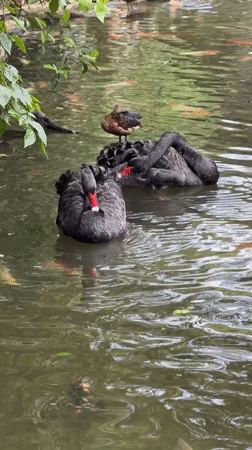 Black swans and koi share a pond in Đà Nẵng